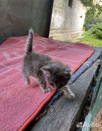 Вислоухие котята бесплатно