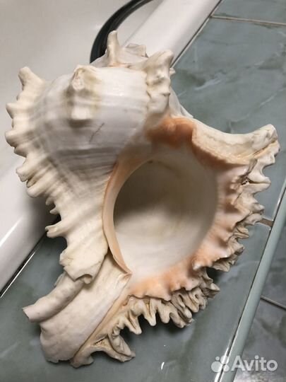 Морские ракушки раковины