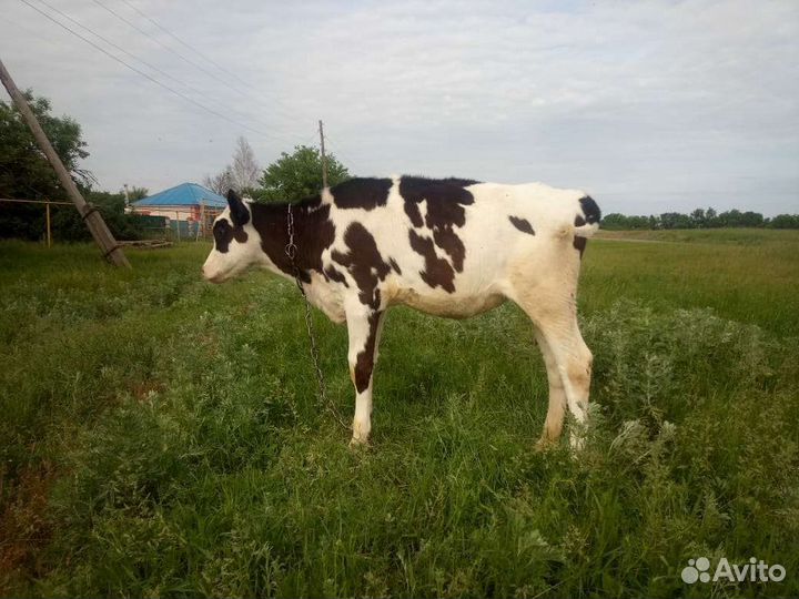 Телочка 3 месяца