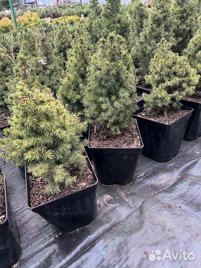 Ели канадские Коника,Рейнбов Энд,Дези Уайт