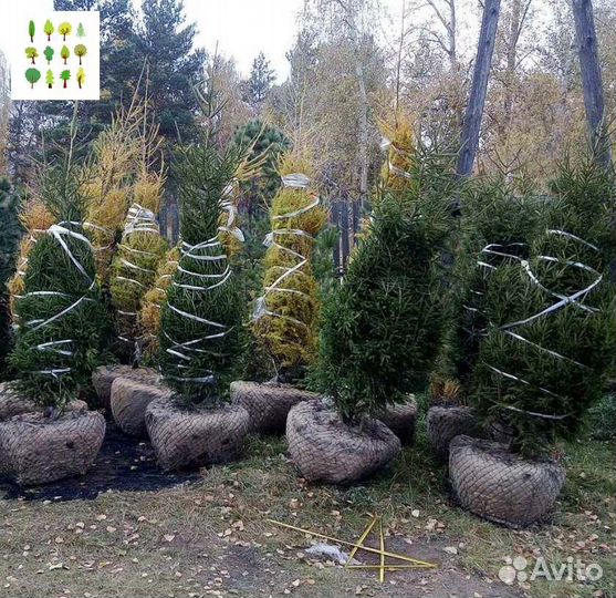 Саженцы ели