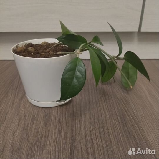 Комнатные цветы Хойя