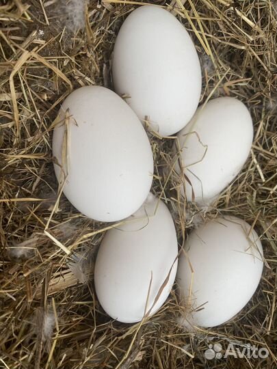 Гусиные яйца