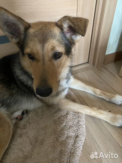 Собака в добрые руки