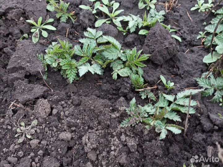 Тибетская малина