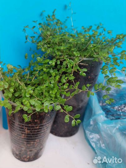 Солейролия