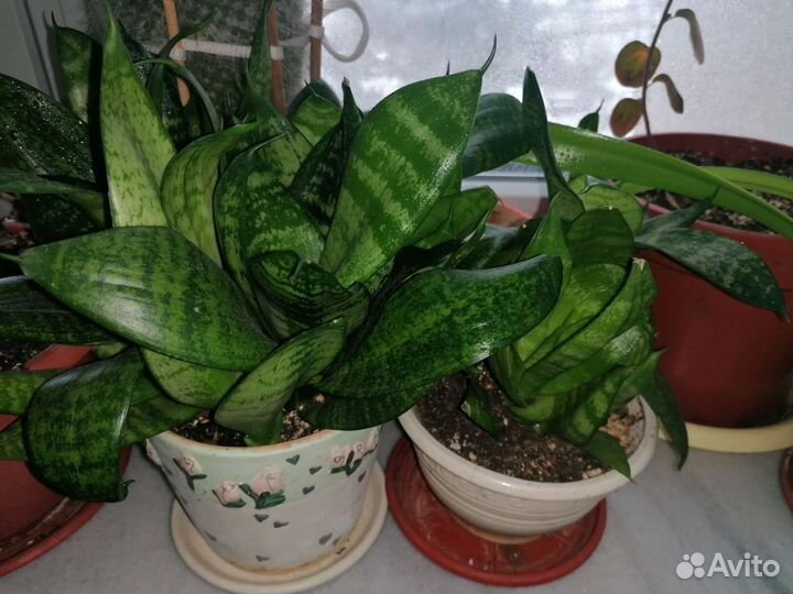 Сансевиерия