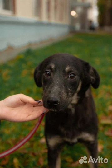 Собачка Берри