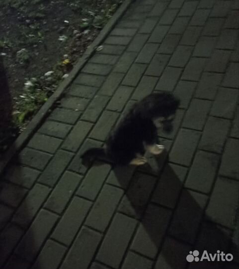 Щенок мальчик