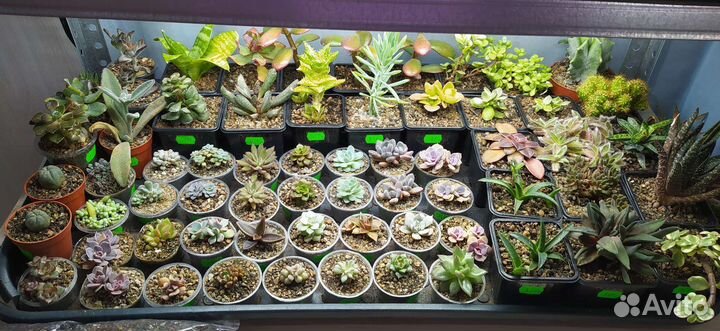 Цветы под названием Суккуленты