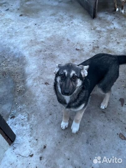 Собака в добрые руки