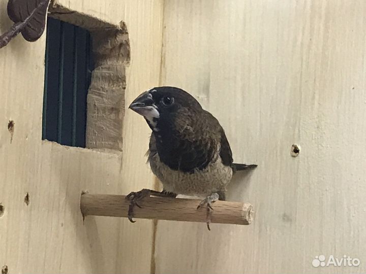 Японские амадины