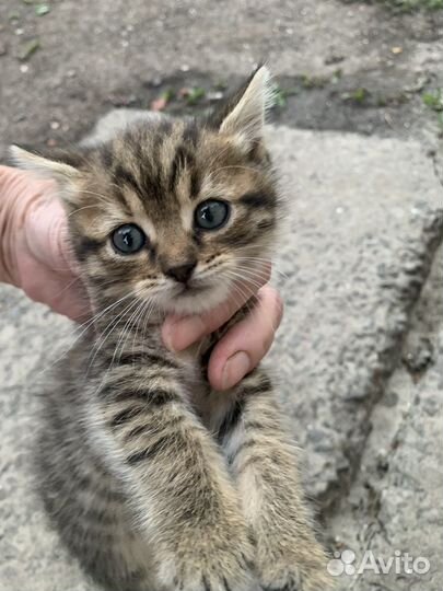Кошки в добрые руки бесплатно