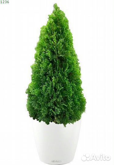 Туя смарагд