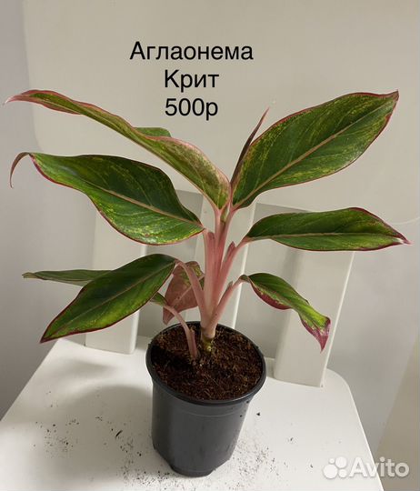 Аглаонема крит