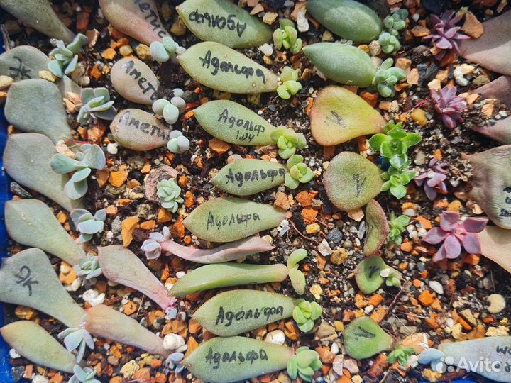 Суккуленты. Листики, детки