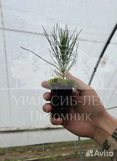 Лиственница Сибирская зкс сеянцы