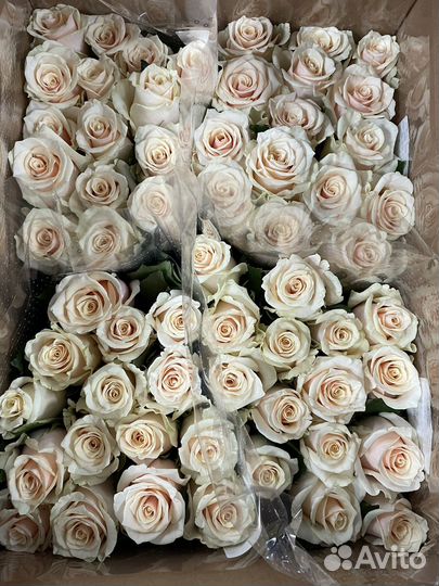 Розы без посредников букеты из роз 15 - 101 роза