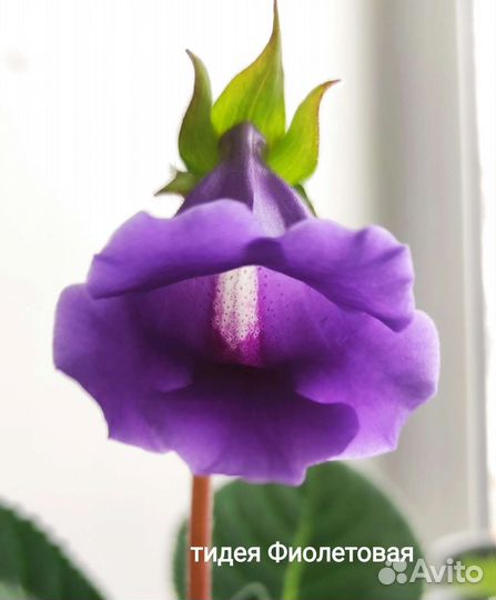 Глоксинии и тидеи