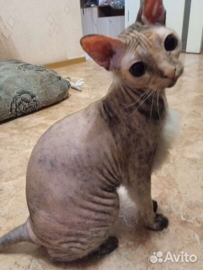 Донской сфинкс