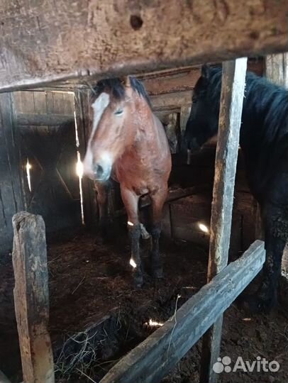 Продам лошадей два года на откорме