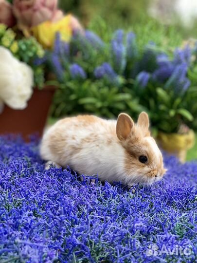 Разных цветов карликовые крольчатки