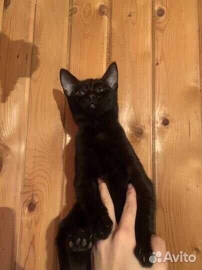 Котёнок мальчик 3,5 мес