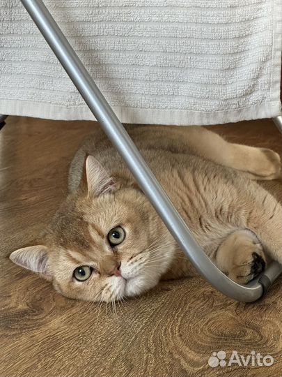 Кот вязка шотландская золотая шиншилла