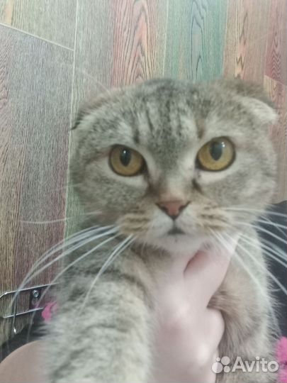 Кошка в дар