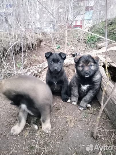 Щенок в добрые руки бесплатно