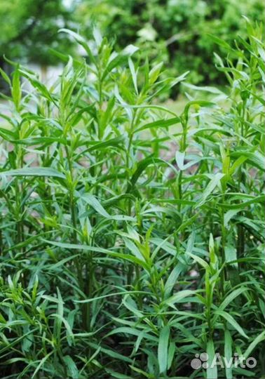 Эстрагон тархун