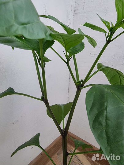 Перец острый холопеньо