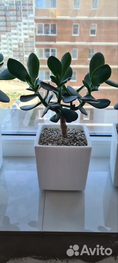 Денежное дерево толстянка крассула