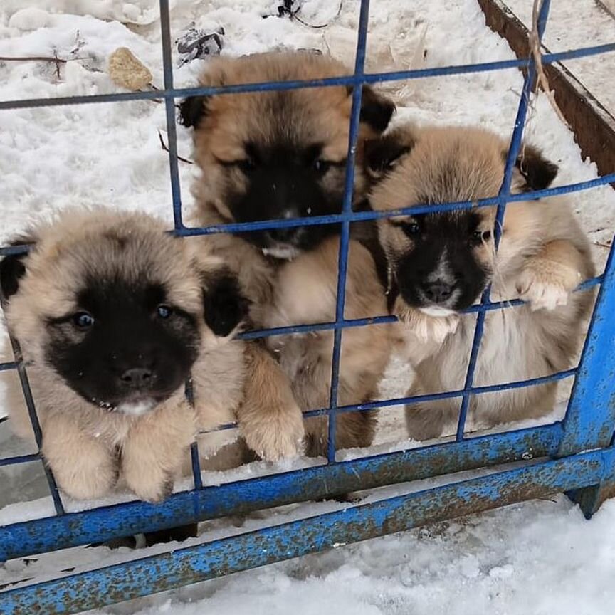 Отдам щенков в добрые руки