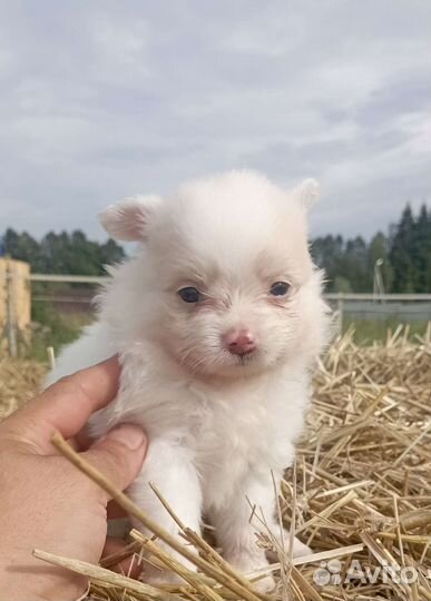 Щенки Шпица