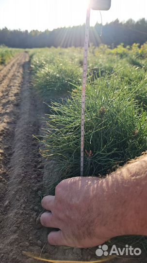 Саженцы ели европейской окс