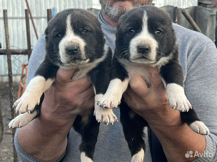 Щенки Алабая