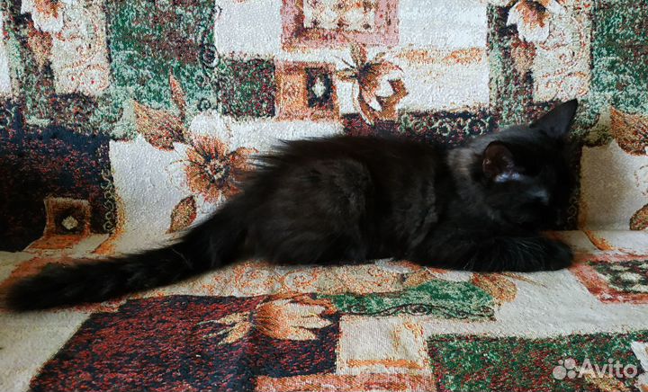 Котята в дар