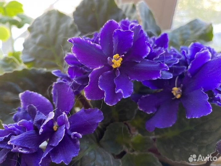 Фиалка в горшках