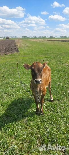 Телки 3 месяца