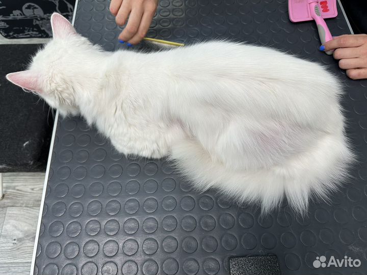 Кот в добрые руки