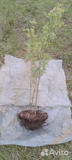 Акация Карагана Желтая