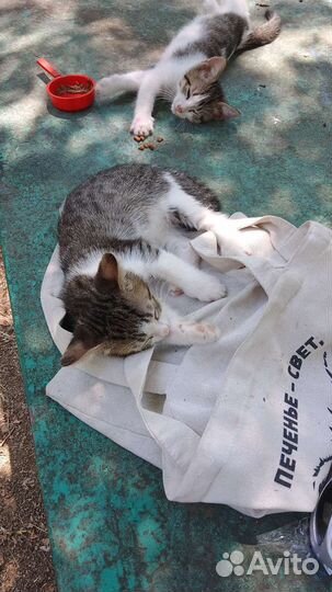 Отдаю 2-ое котят бесплатно
