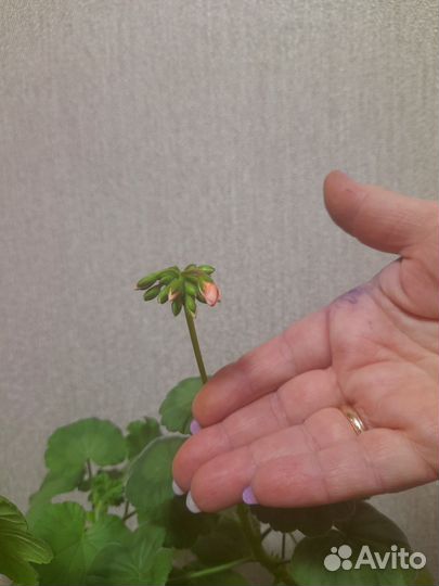 Пеларгония герань