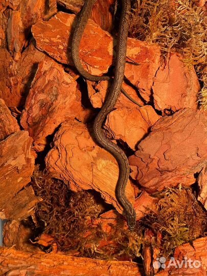 Узорчатый полоз