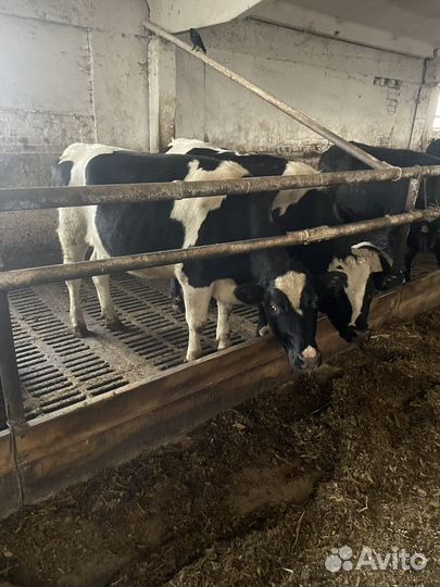 Нетели товарные