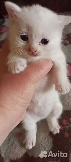 Кошка в дар