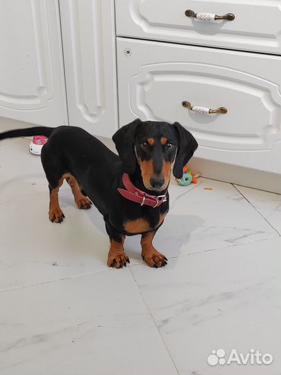 Вязка кобель такса