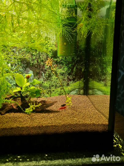 Аквариум