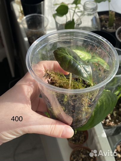 Алоказия полли